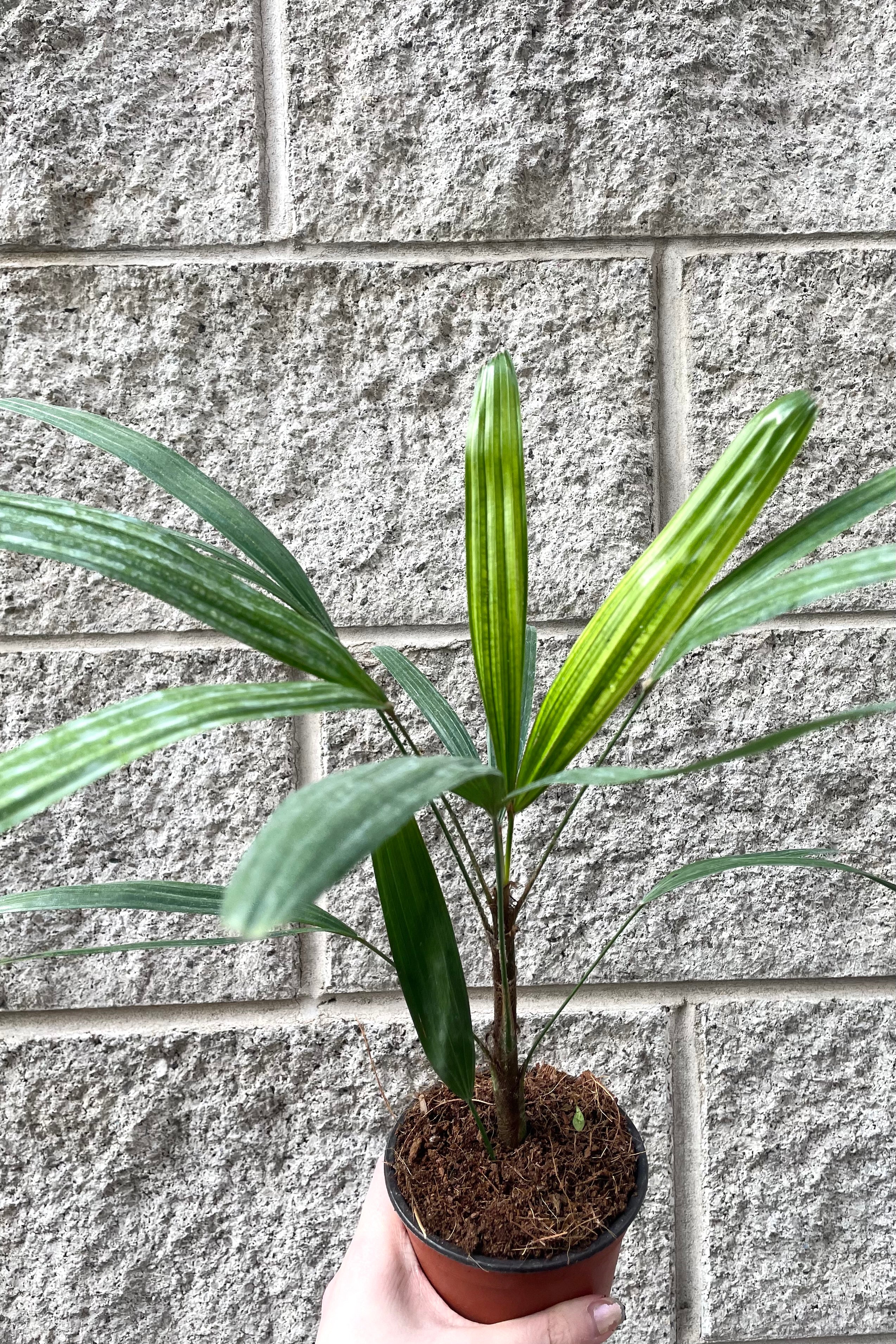 A hand holds Rhapis excelsa 4" in a grow pot against concrete backdrop