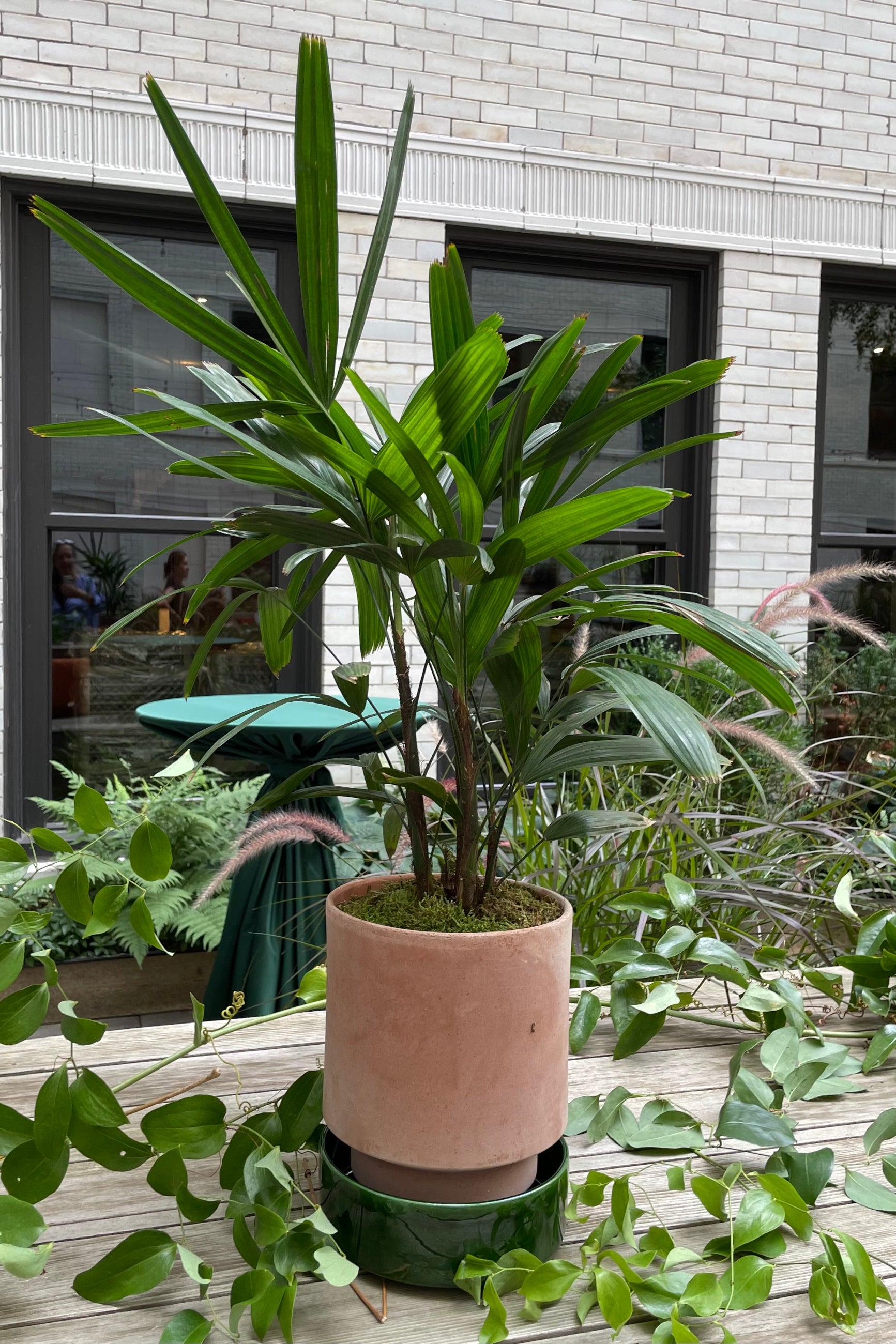 A Rhapis Palm planted in a Hoff Pot ©Sprout Home