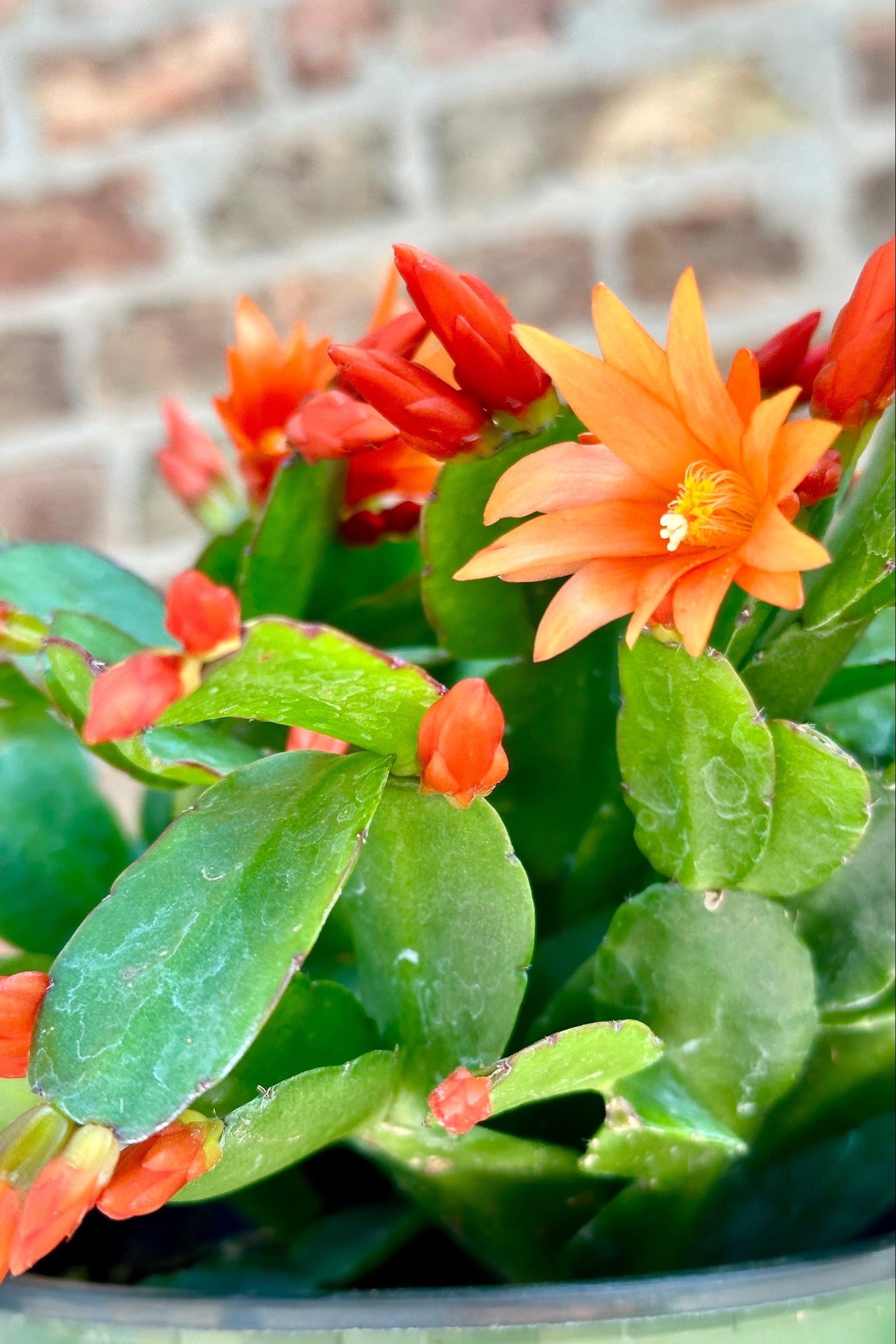 Detail shot of the bud and blooms of the Rhipsalidopsis Spring Cactus  ©Sprout Home