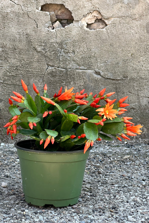 Rhipsalidopsis "Spring Cactus" in a 6" growers pot in bud and bloom with a light orange color flower. 