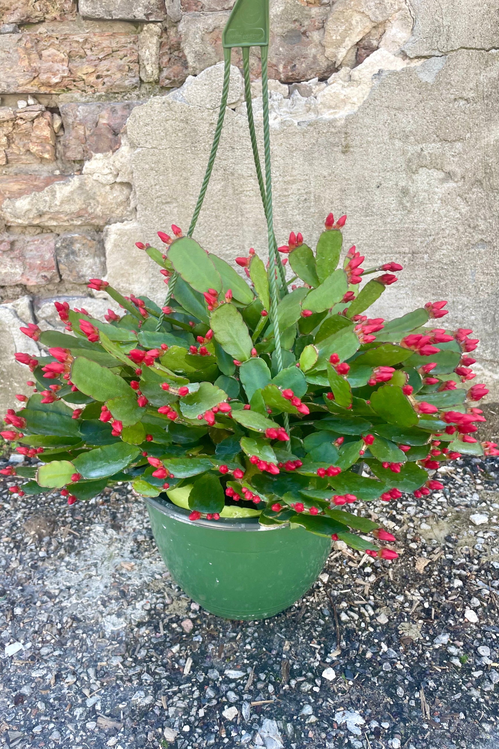 Photo of a Rhipsalidopsis or "spring cactus" in a green plastic pot. The plant has a wide flat green leaves and have orange flower buds. The plant is photographed against a cement wall. ©Sprout Home