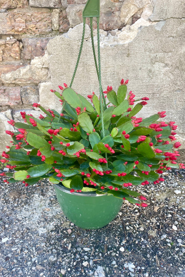 Photo of a Rhipsalidopsis or "spring cactus" in a green plastic pot. The plant has a wide flat green leaves and have orange flower buds. The plant is photographed against a cement wall.