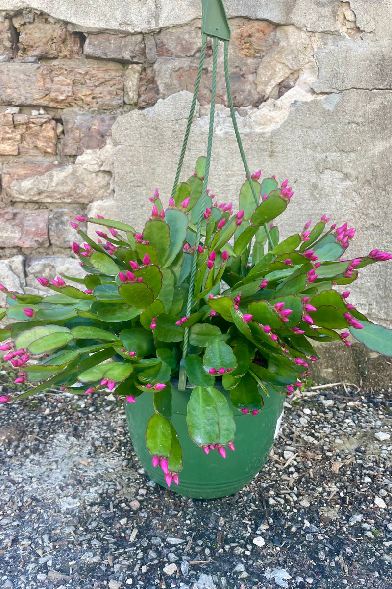 Photo of a Rhipsalidopsis or "spring cactus" in a green plastic pot. The plant has a wide flat green leaves and have purple flower buds. The plant is photographed against a cement wall.