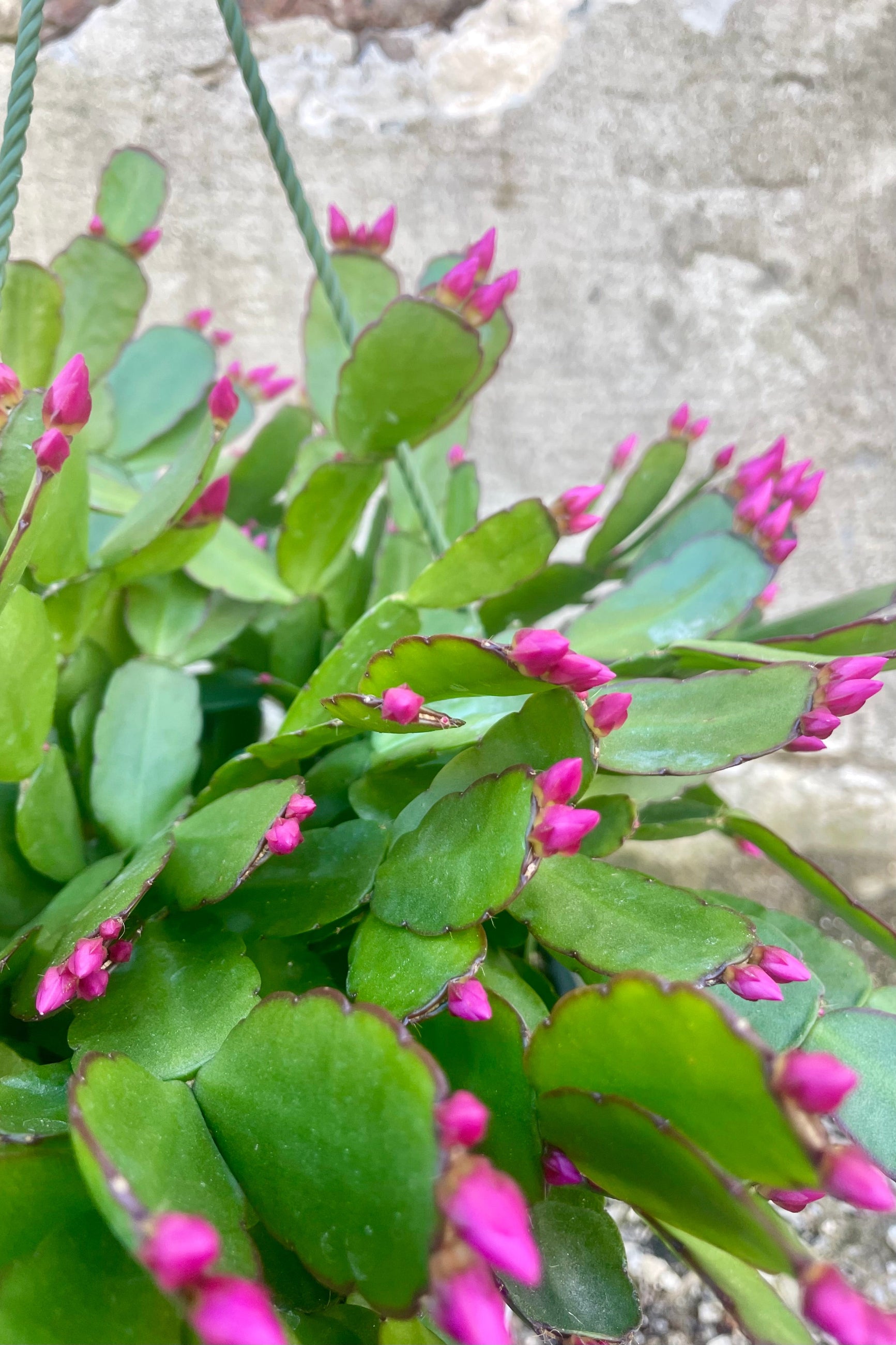 Photo of a Rhipsalidopsis or "spring cactus" in a green plastic pot. The plant has a wide flat green leaves and have purple flower buds. The plant is photographed against a cement wall. ©Sprout Home