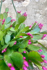 Photo of a Rhipsalidopsis or "spring cactus" in a green plastic pot. The plant has a wide flat green leaves and have purple flower buds. The plant is photographed against a cement wall.