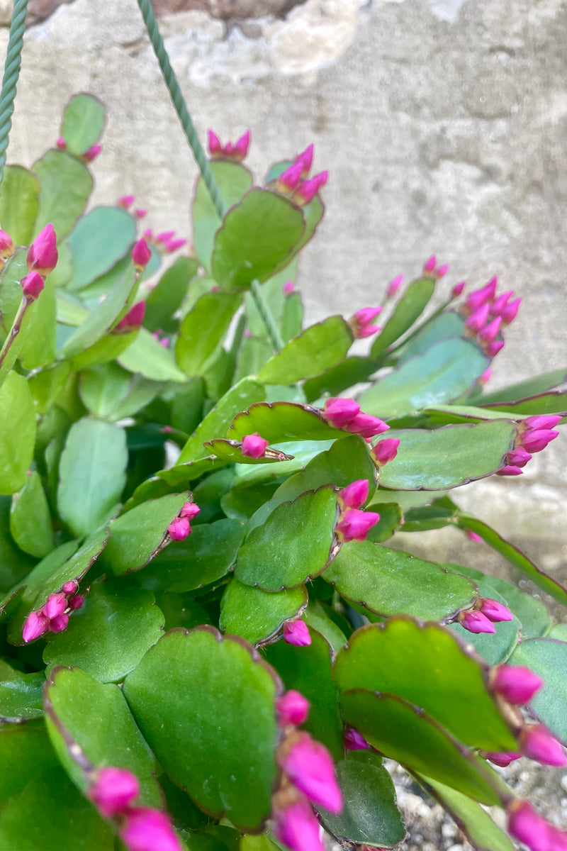 Photo of a Rhipsalidopsis or "spring cactus" in a green plastic pot. The plant has a wide flat green leaves and have purple flower buds. The plant is photographed against a cement wall.