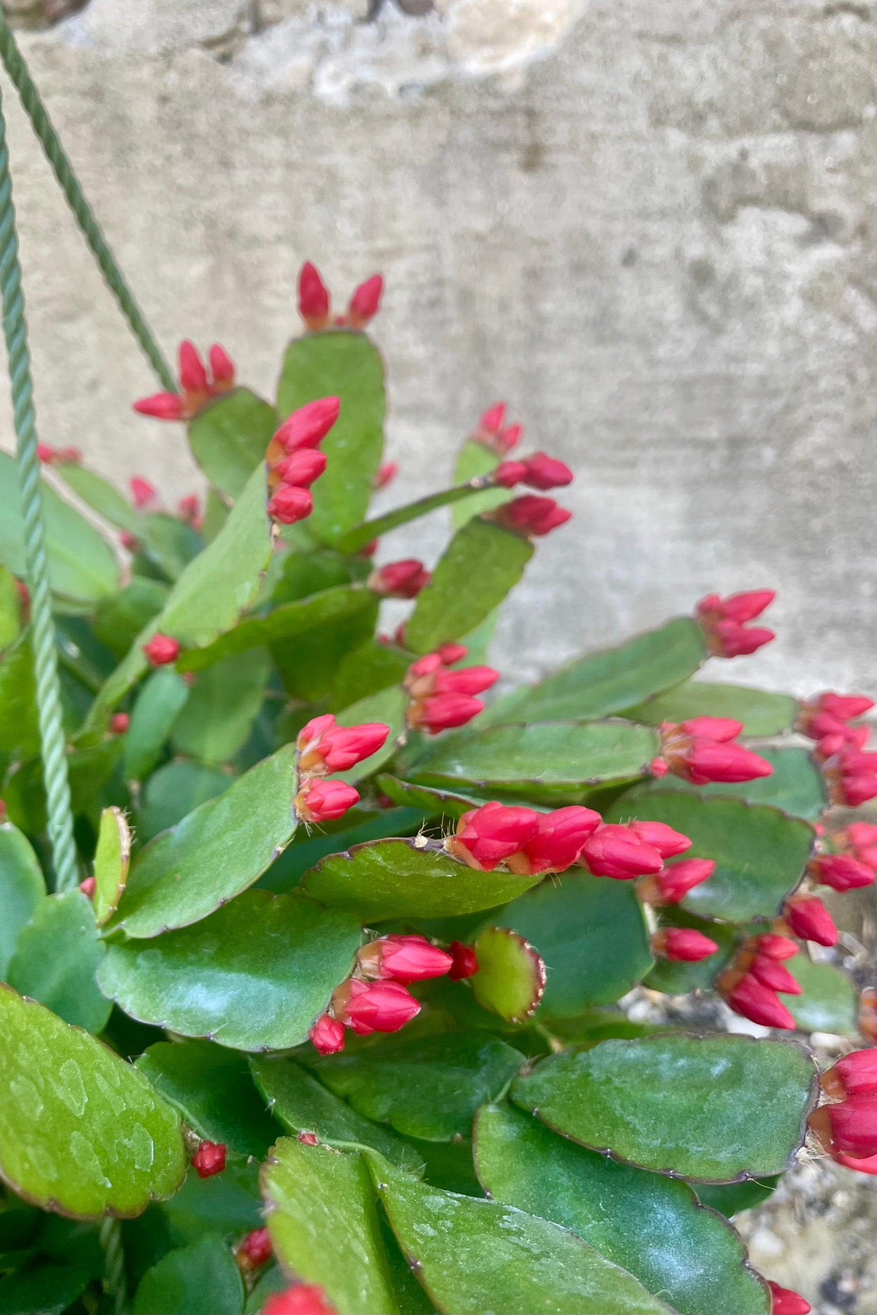 Close Photo of a Rhipsalidopsis or "spring cactus" in a green plastic pot. The plant has a wide flat green leaves and have orange flower buds. The plant is photographed against a cement wall. ©Sprout Home