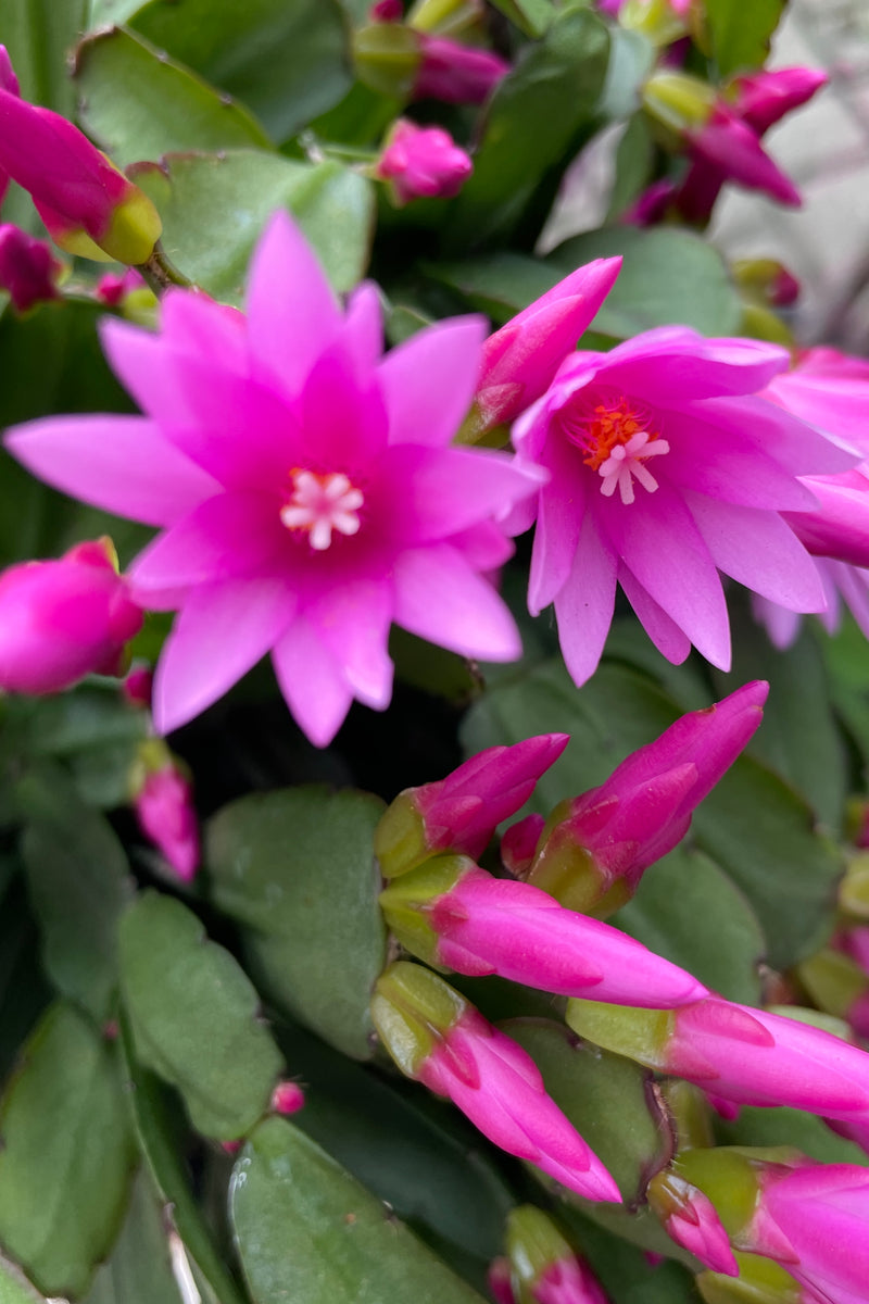 Bright pink flowers open and budding in profusion on a Rhipsalidopsis at Sprout Home.