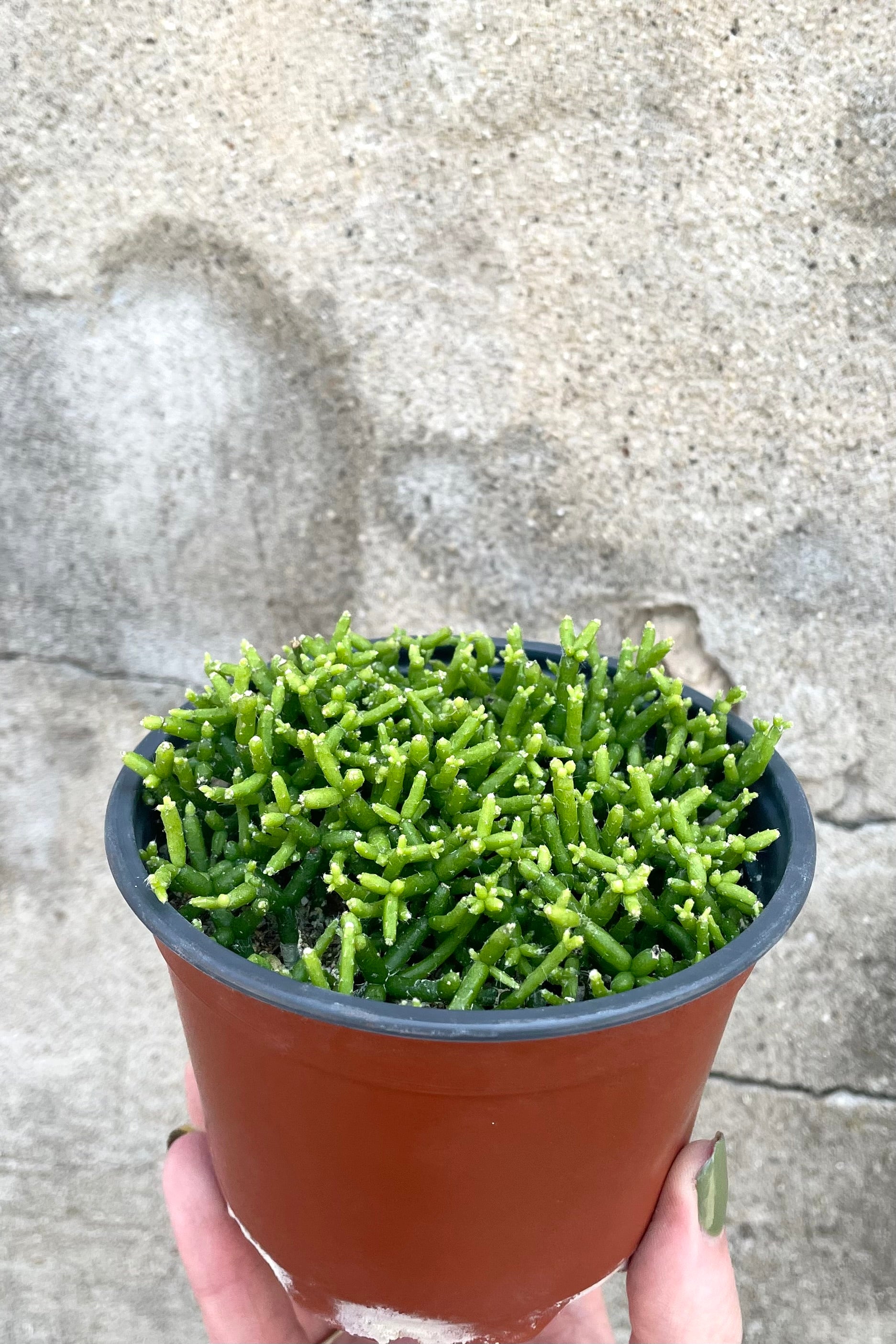 A hand holds Rhipsalis baccifera 4" in grow pot against concrete backdrop