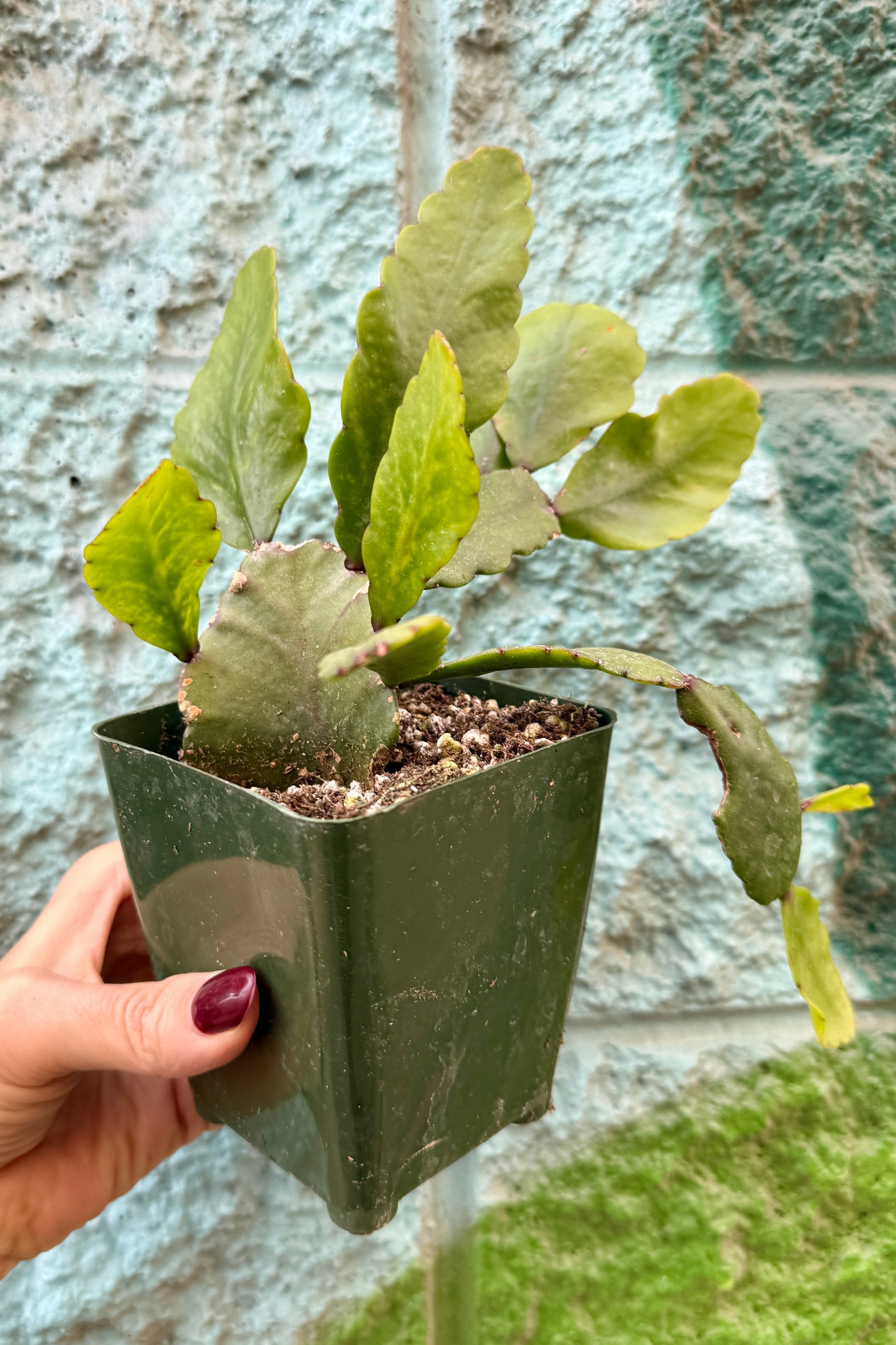 Small potted Rhipsalis eliptica plant held by a hand against a stone wall background ©Sprout Home