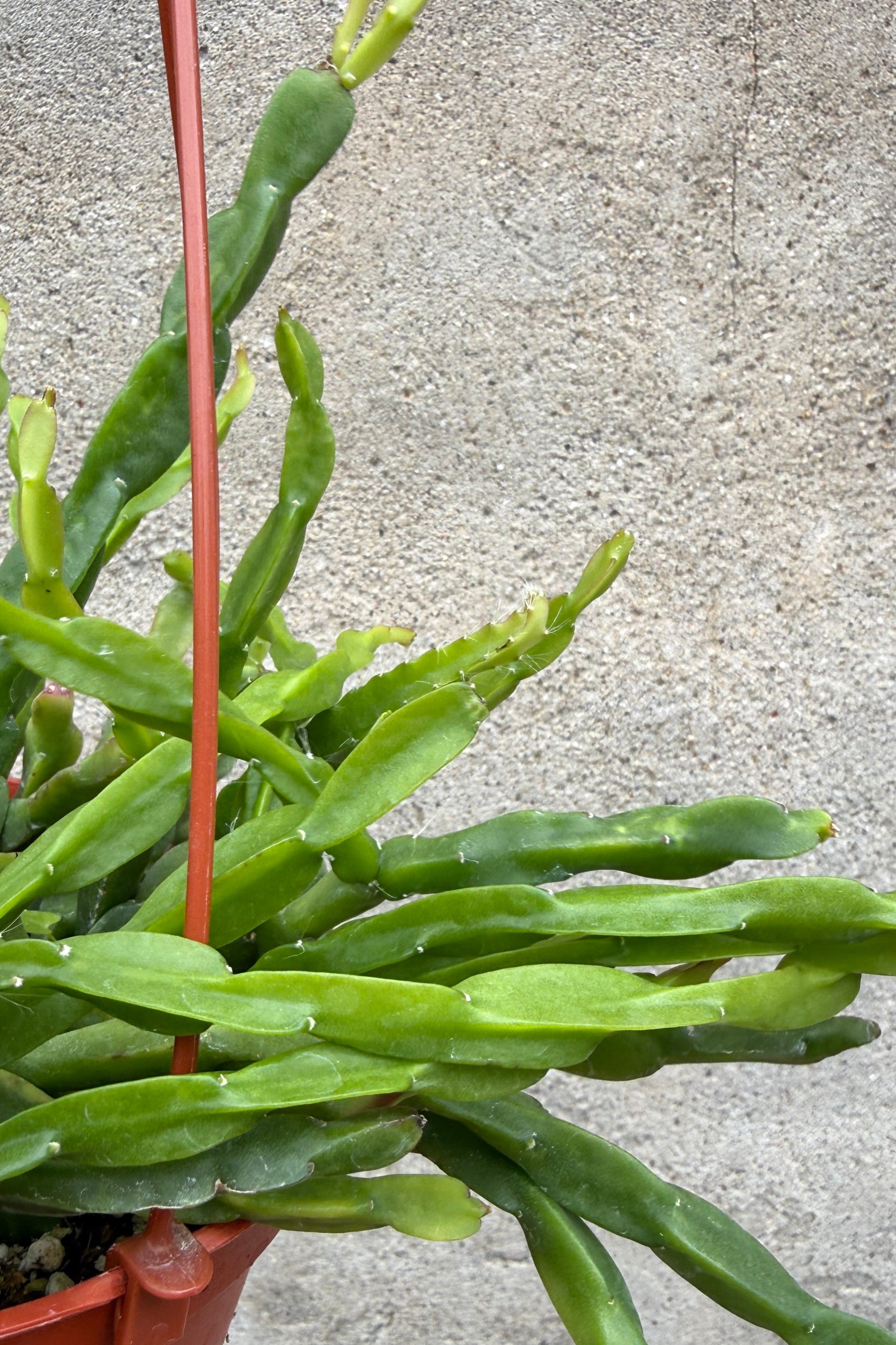 Rhipsalis paradoxa plant in a pot on a concrete surface ©Sprout Home
