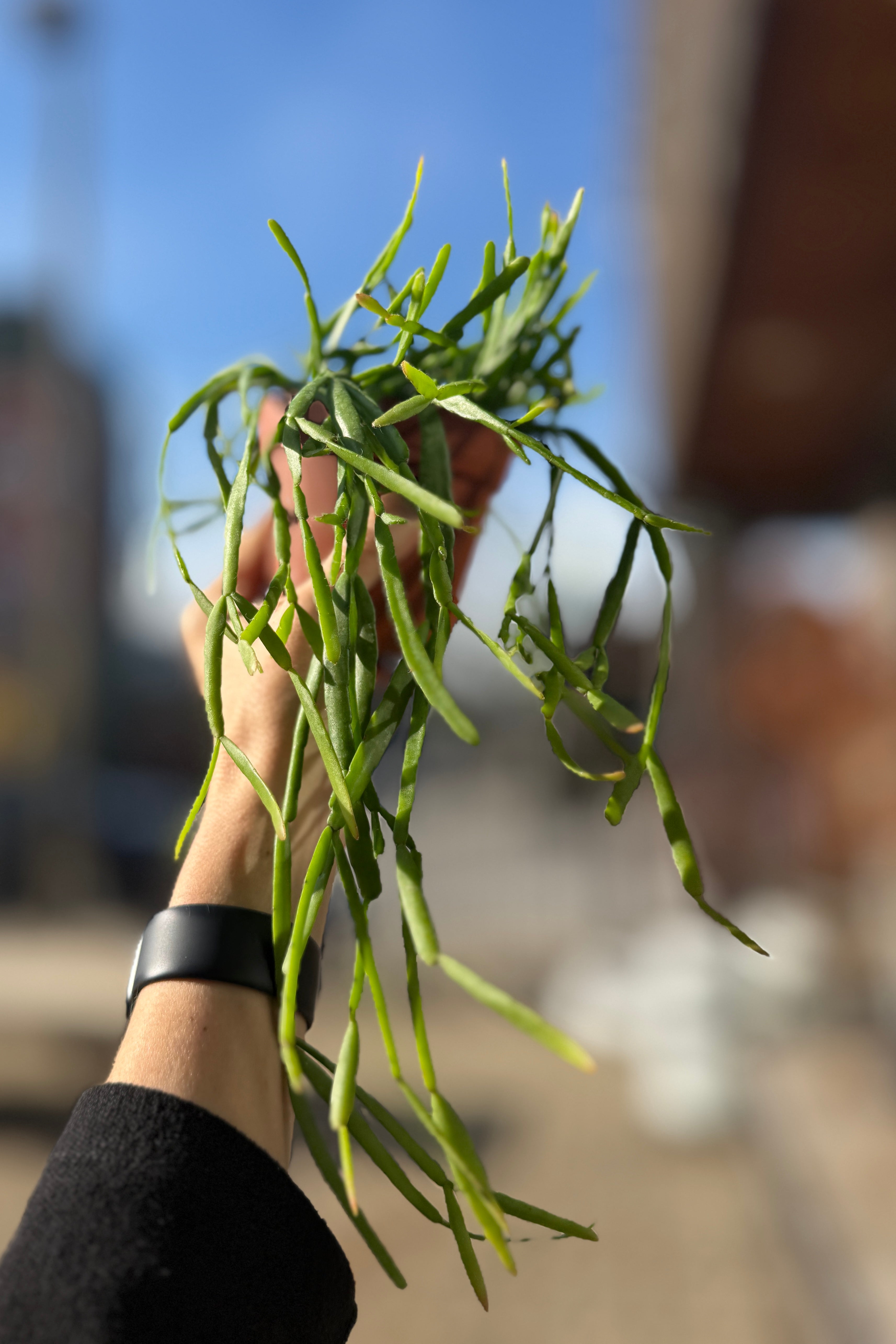 Rhipsalis trigona 4"