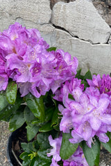 The bright purple blooms of the Rhododendron 'Minnetonka' in full glory middle of May