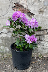 Rhododendron 'Minnetonka' in a #3 pot in bud and bloom with its light purple flowers above thick green glossy foliage middle of May. 