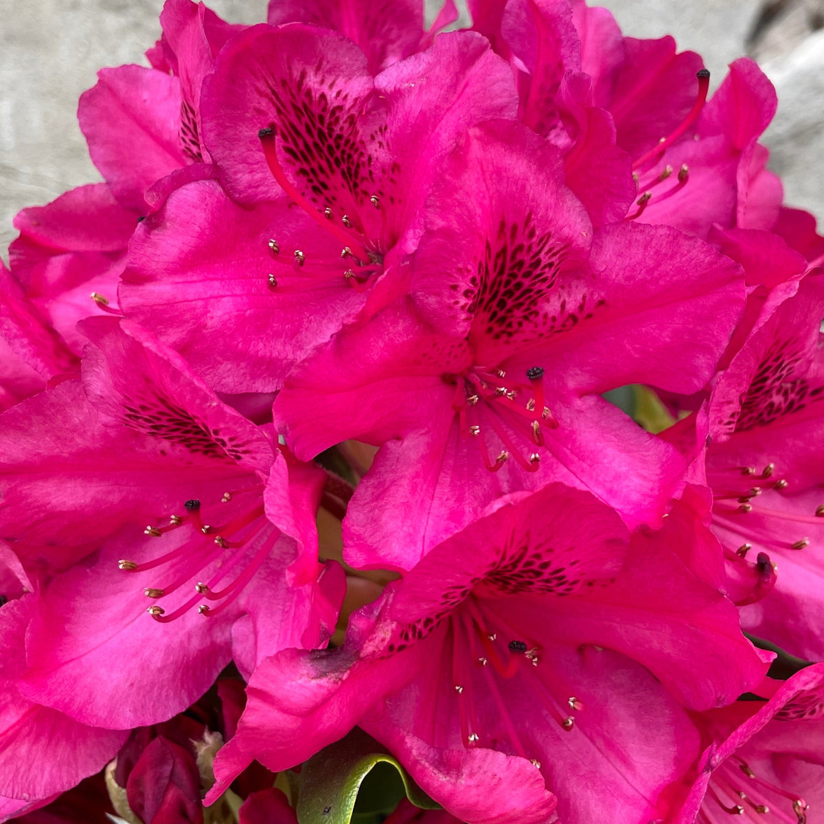 Rhododendron 'Nova Zembla' #3