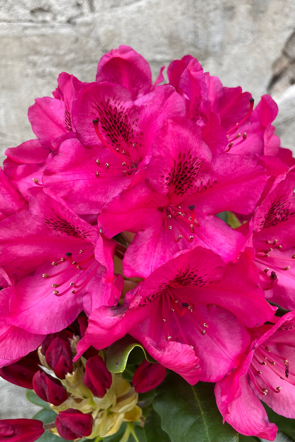 The bright fuchsia flowers of the Rhododendron 'Nova Zembla' mid to late May 