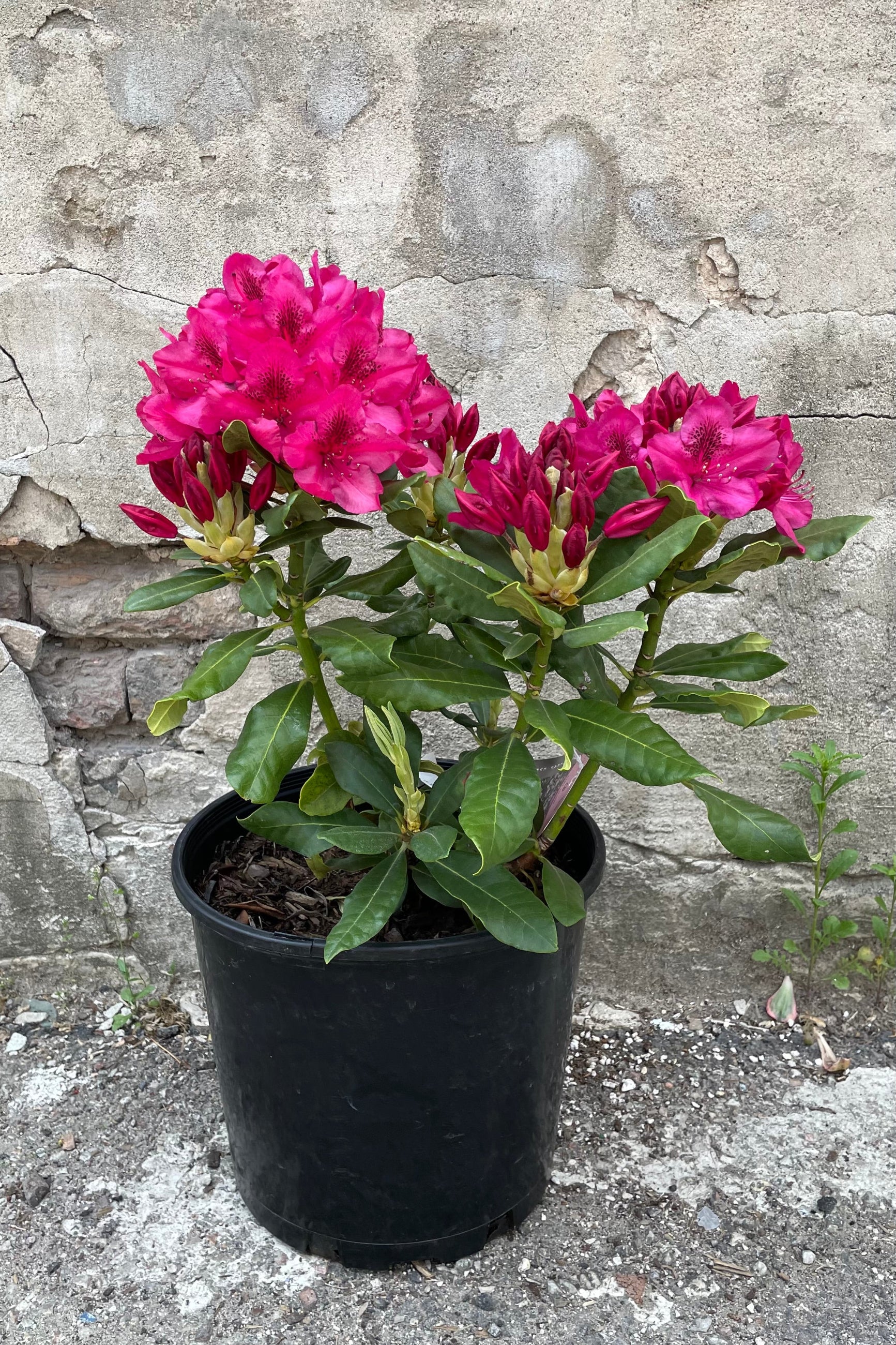 Rhododendron 'Nova Zembla' mid May in bud and bloom showing the bright fuchsia flowers in a #3 growers pot against a concrete wall.   ©Sprout Home