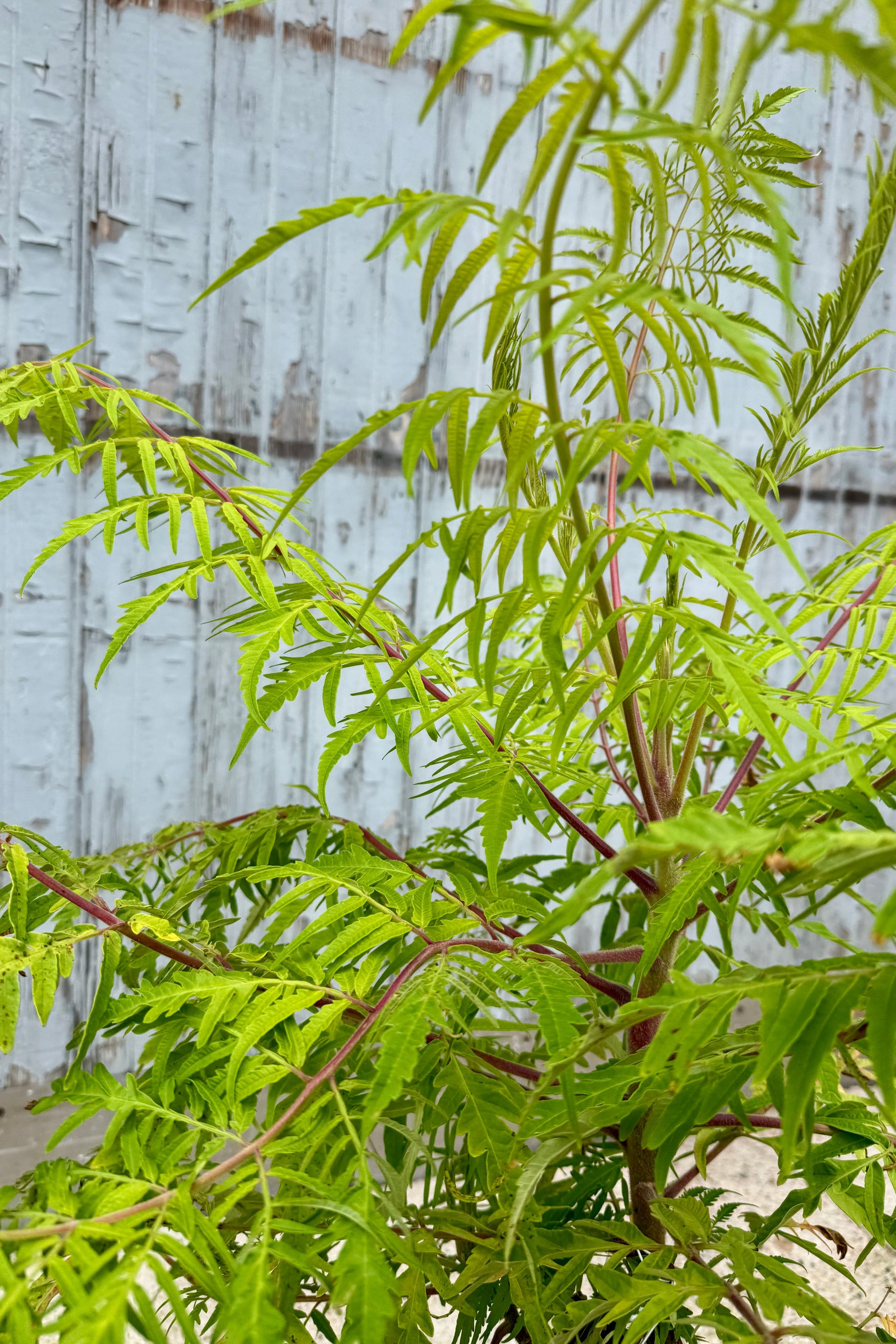 Rhus 'Tiger Eyes' the beginning of July exhibiting bright chartreuse green leaves ©Sprout Home