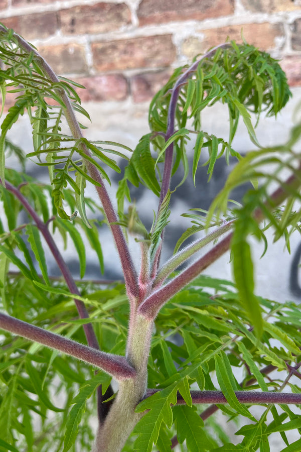 detail of Rhus typhina 'Bailtiger', or 'Tiger Eyes' cutleaf staghorn sumac, showing it's pink furry stems and bright chartreuse foliage in late August at sprout home