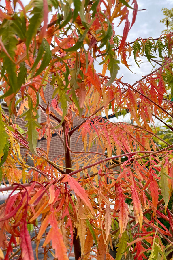 Fall coloration of the Rhus 'Tiger Eye' the beginning of October 