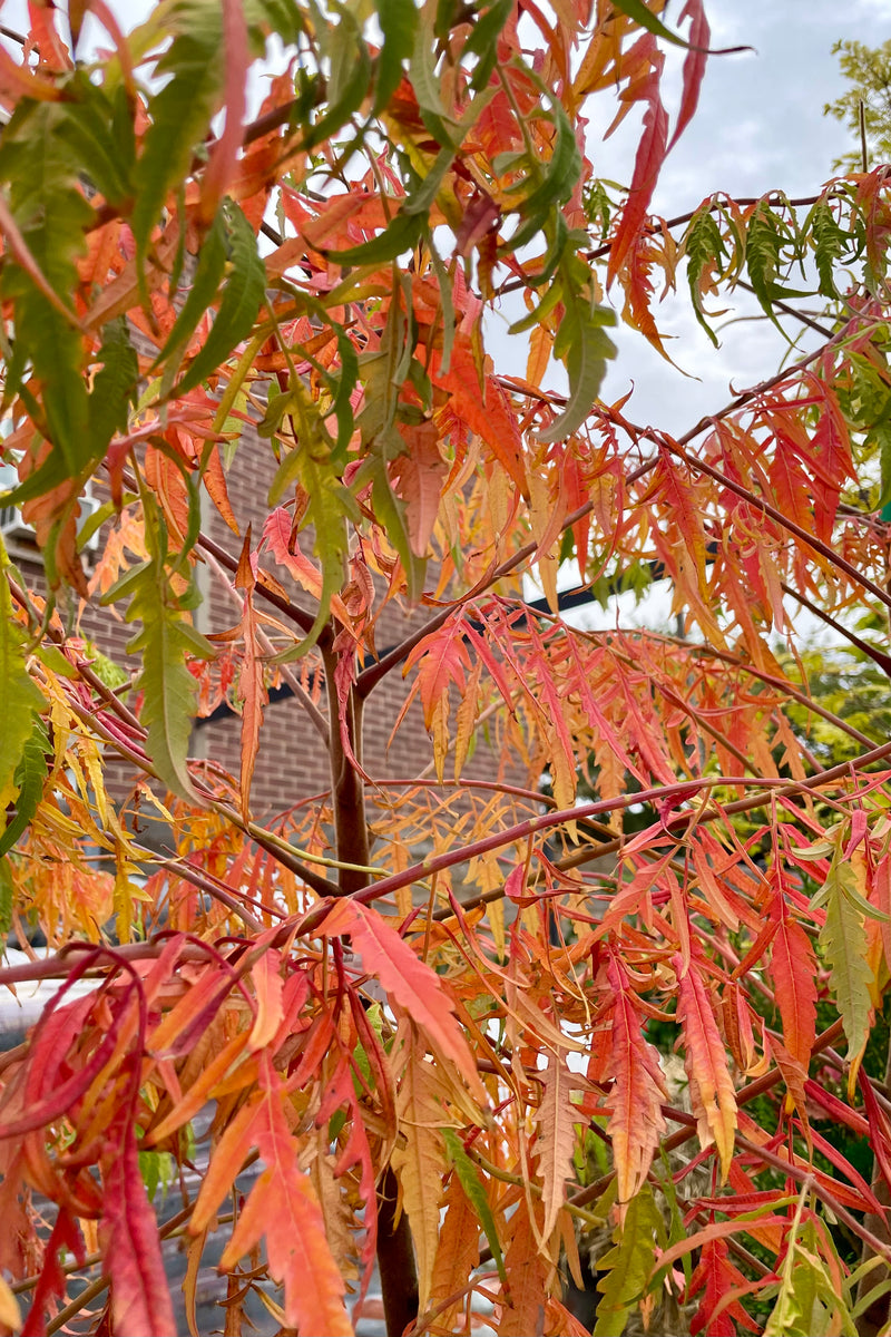 Fall coloration of the Rhus 'Tiger Eye' the beginning of October 