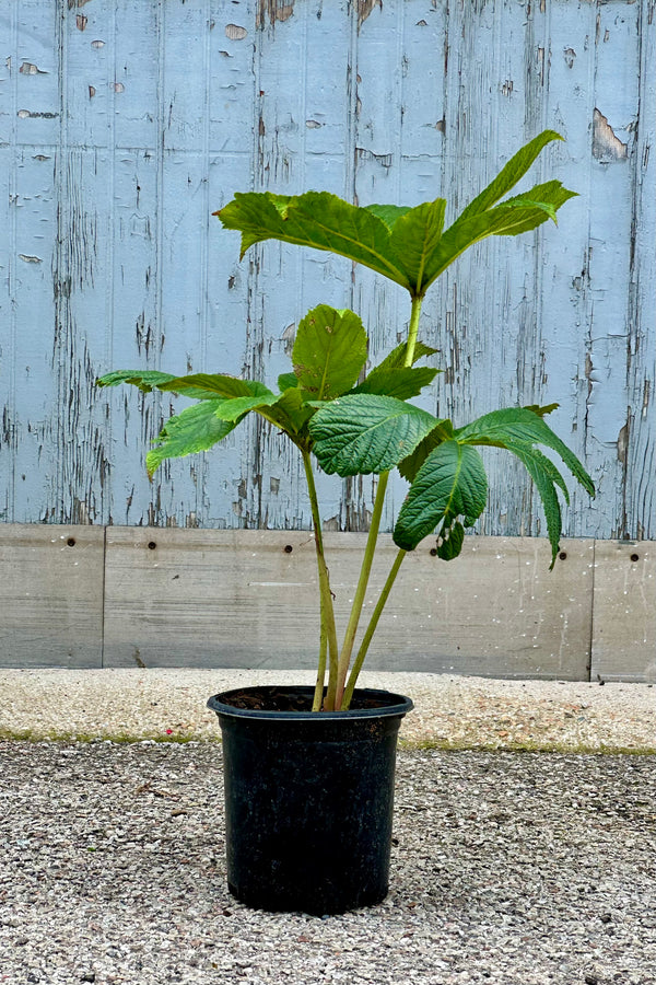 Rodgersia aesculifolia in a #1 growers put with green leaves mid July 