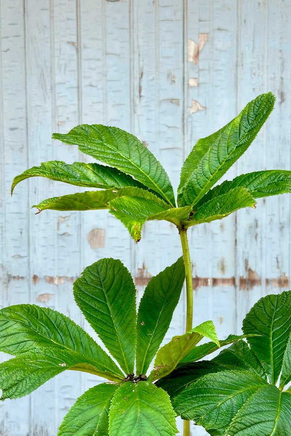 Up close detail of the palm like green leaves of Rodgersia aesculifolia mid July