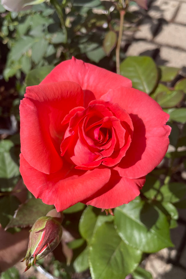 The open rose light cherry red of the Rosa 'America' the end of May