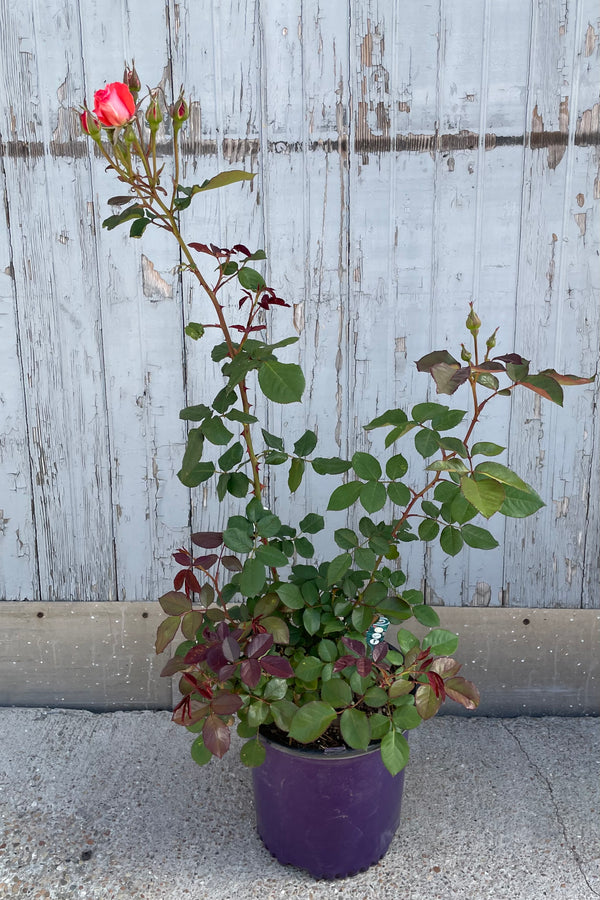 Rosa 'America' in a #3 growers pot just starting to bloom its light cherry red colored flowers the end of May