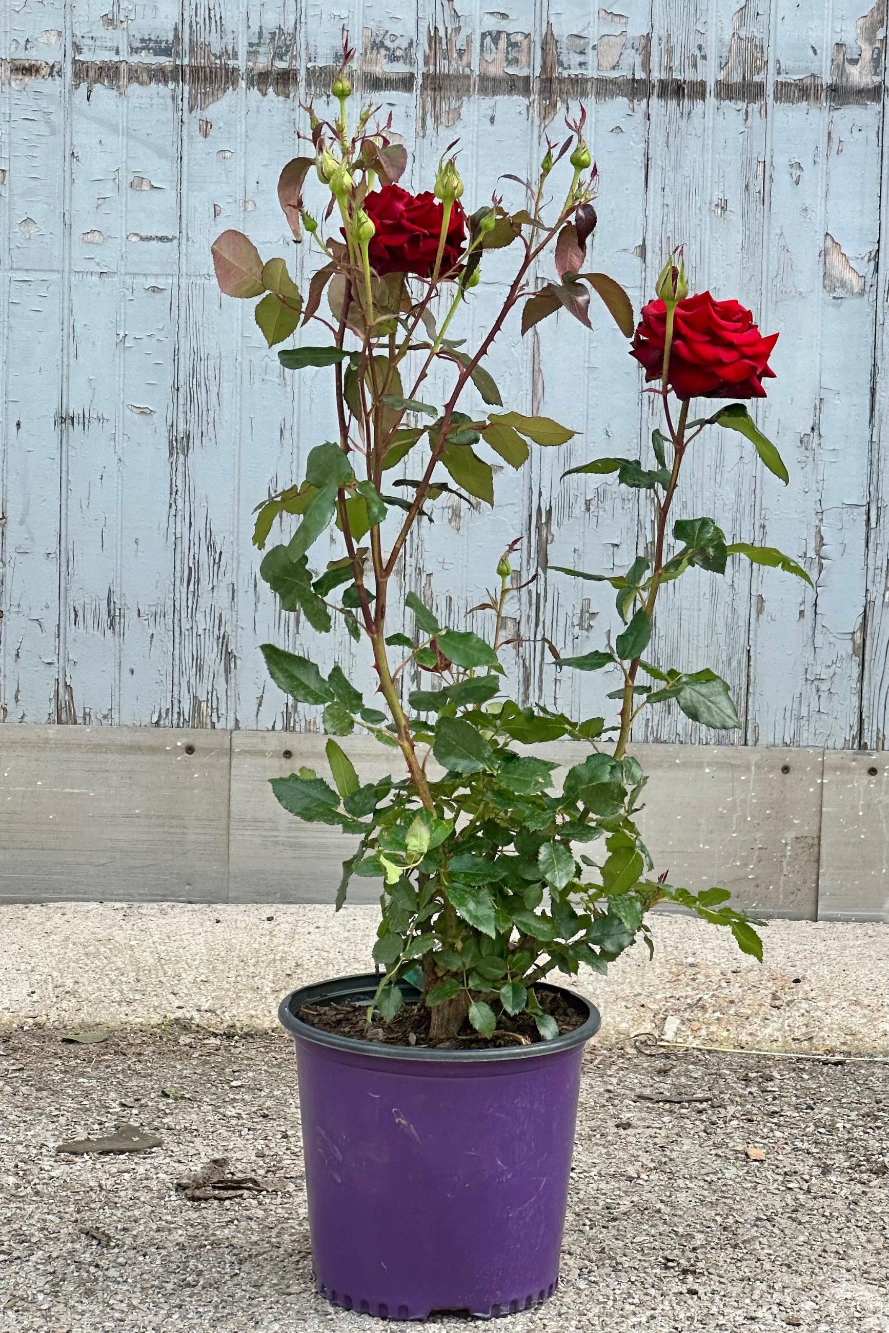 Rosa 'Black Magic' in bloom with red flowers in a #3 growers pot in front of a wood wall at Sprout Home.  ©Sprout Home