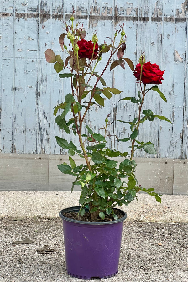 Rosa 'Black Magic' in bloom with red flowers in a #3 growers pot in front of a wood wall at Sprout Home. 