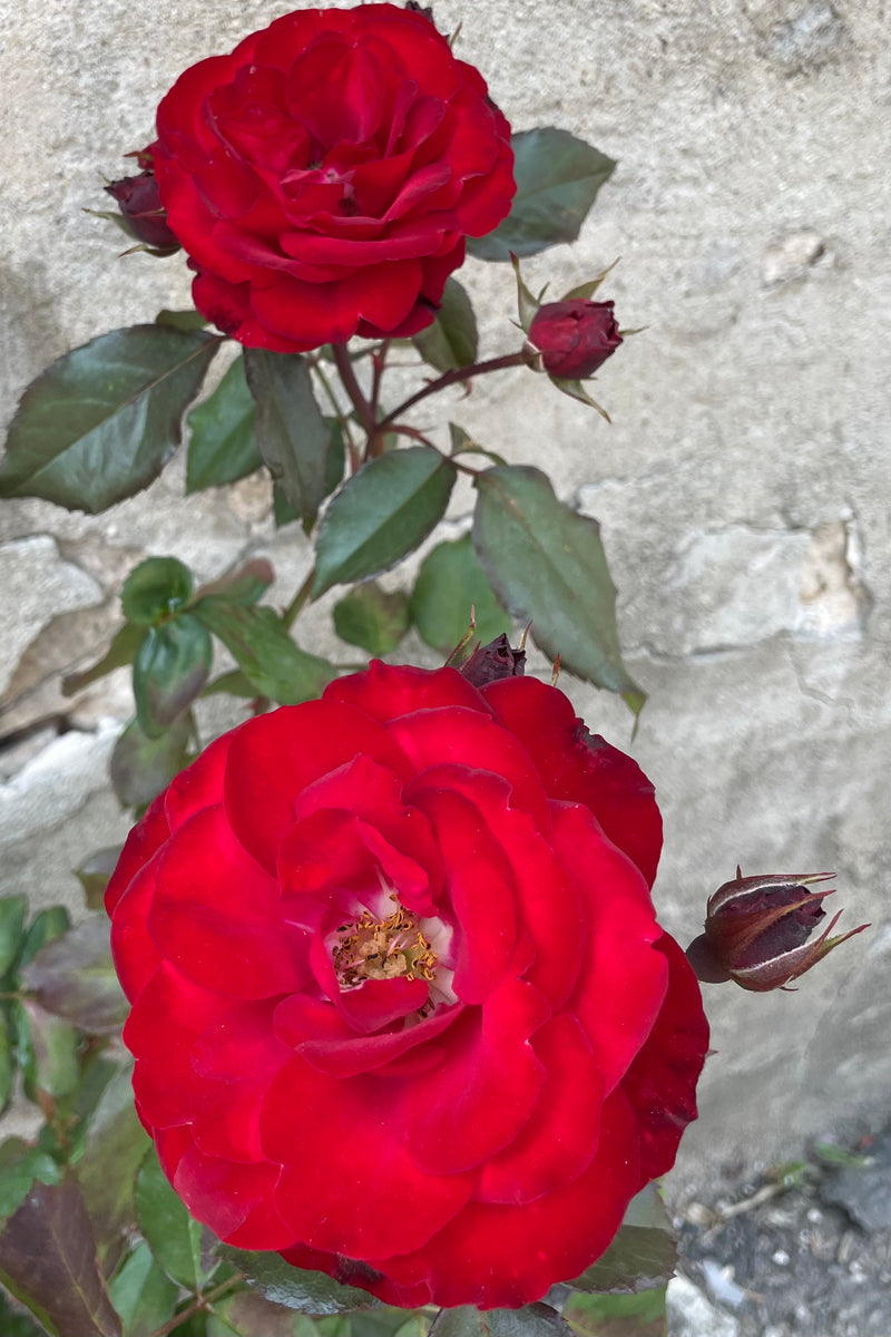 Rosa 'Europeana' full open red blooms middle of may against a concrete wall. 