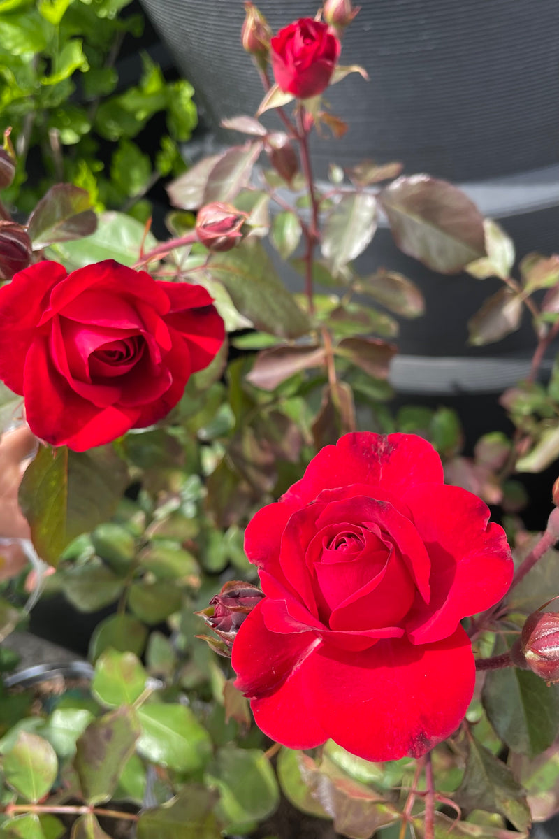 The vibrant sexy red blooms of the Rosa 'Europeana' rose mid May