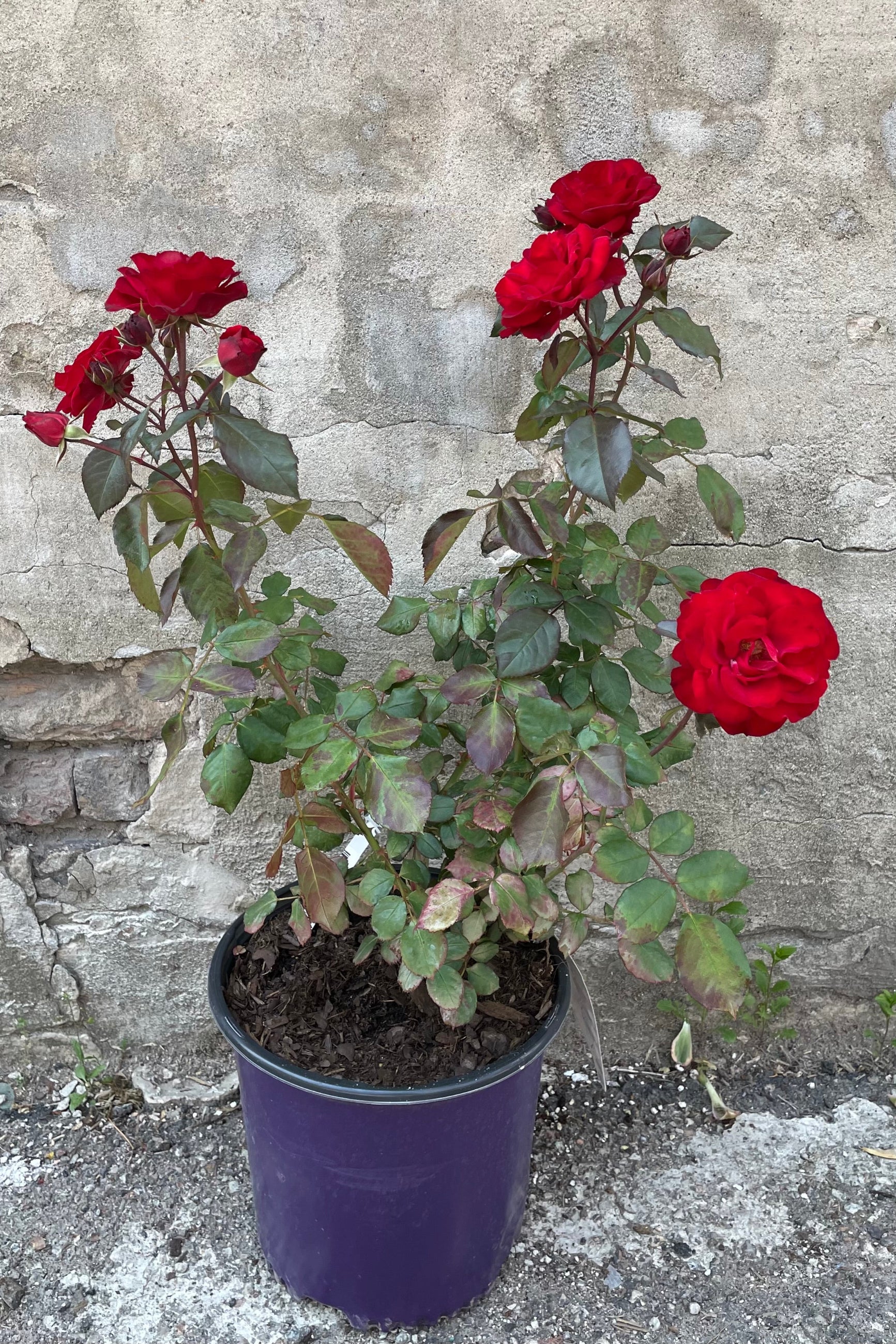 The Rosa 'Europeana' in bloom showing its deep red rose flowers in a #3 growers pot during the middle of May ©Sprout Home