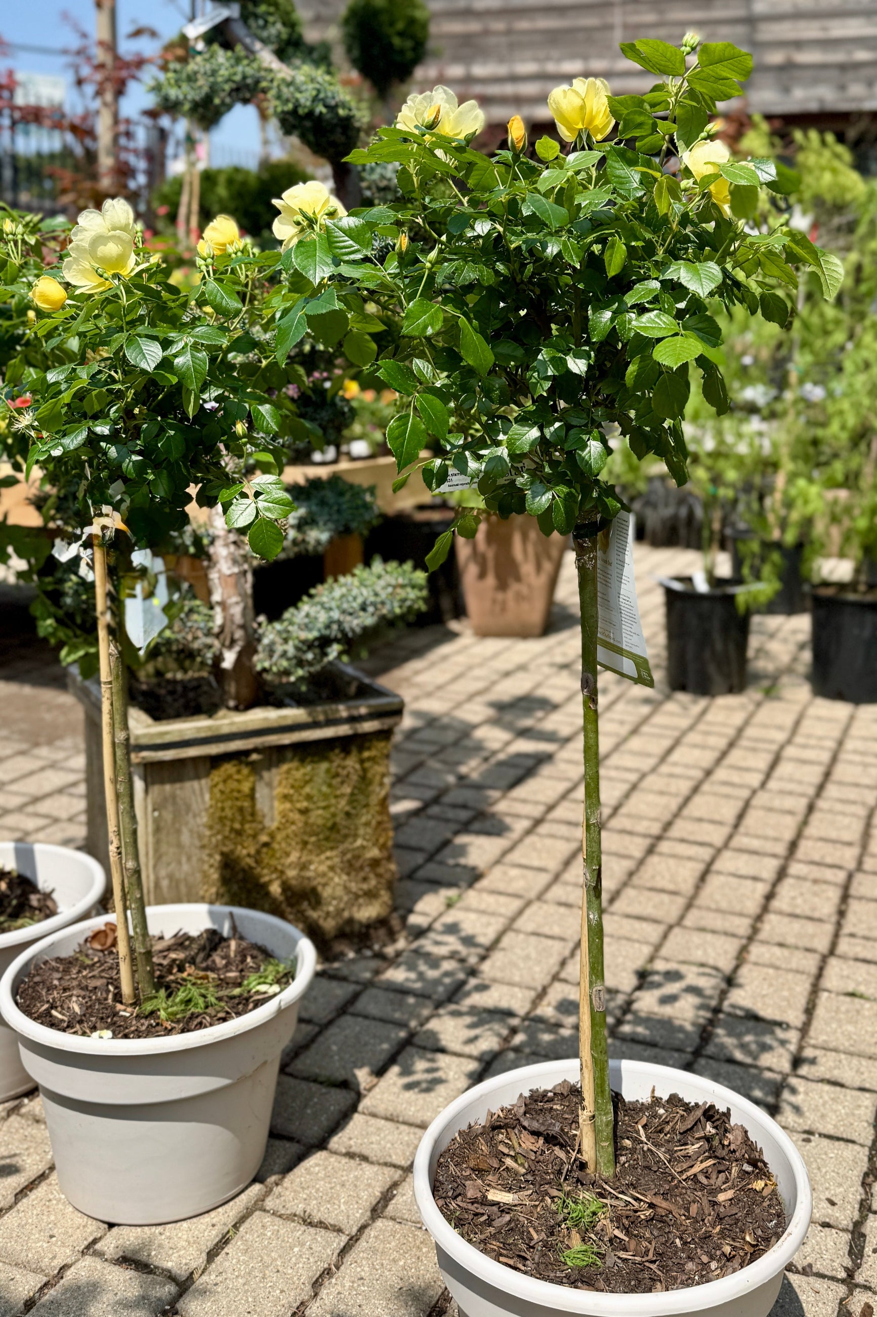 Potted Rosa 'Easy Bee-zy Knock Out' Standard plants with yellow flowers the end of April in a #5 growers pot on a patio ©Sprout Home
