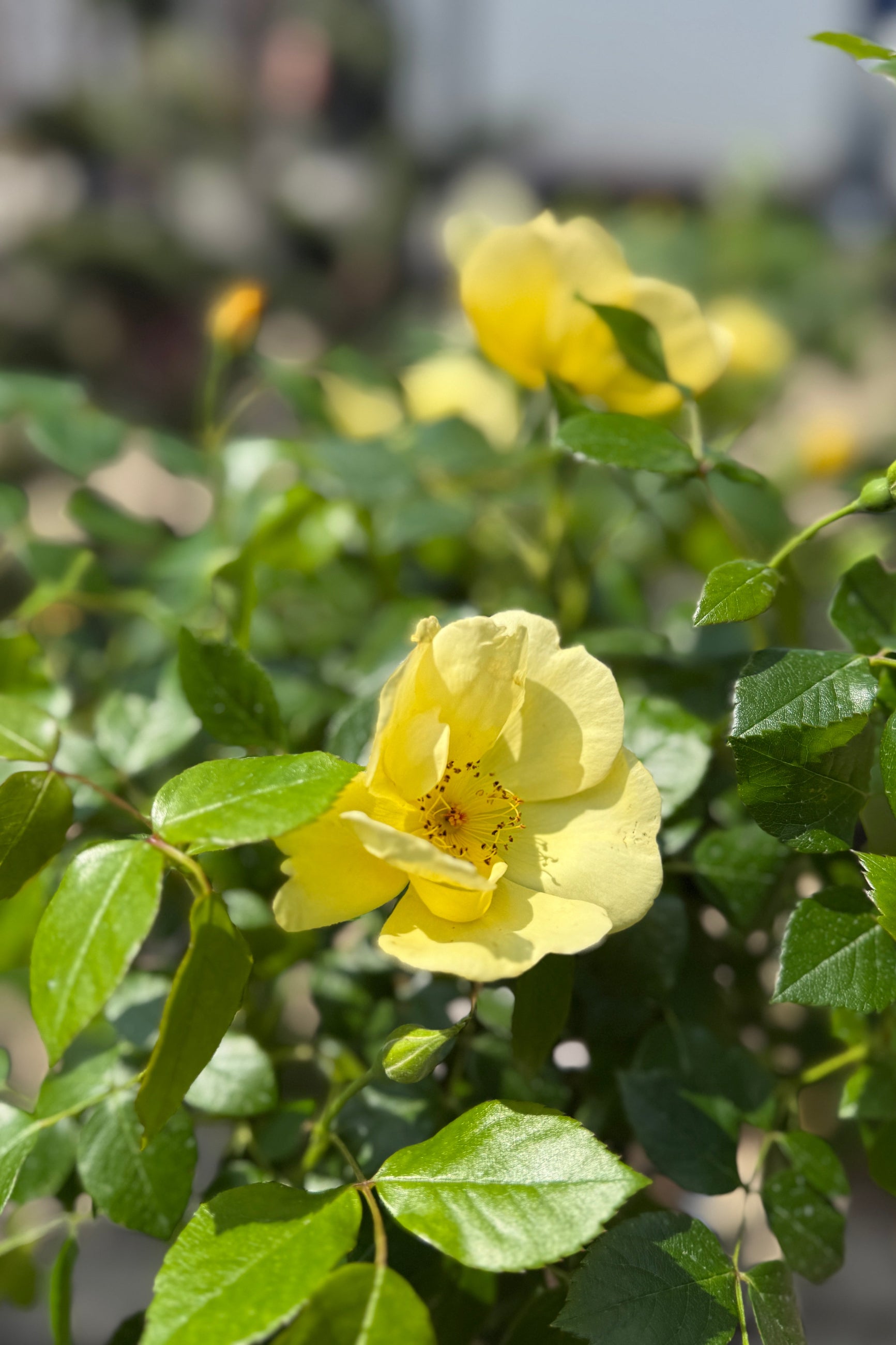 Rosa 'Easy Bee-zy Knock Out' Standard Yellow flower with green leaves the end of April  in a garden setting ©Sprout Home