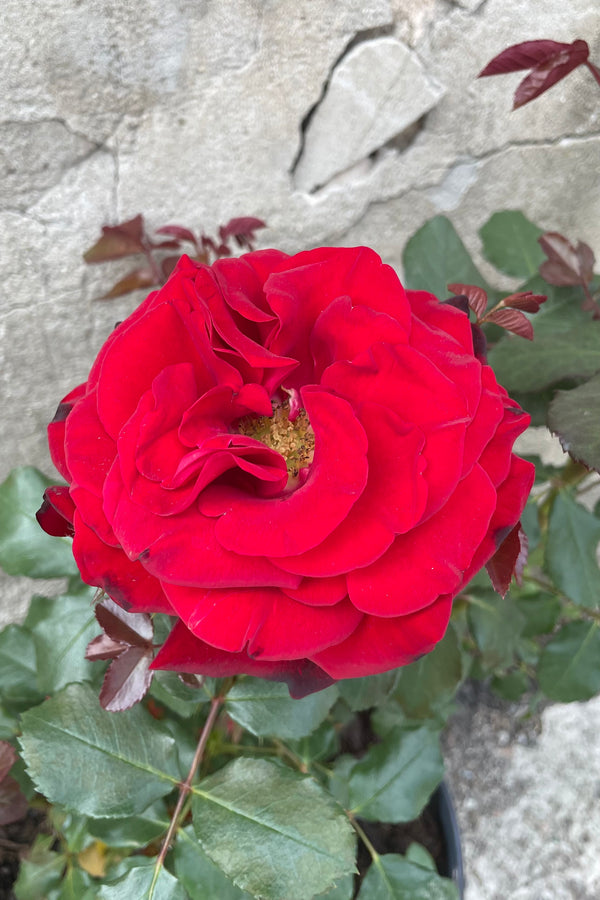 Rosa 'Forever Yours' fully open with its deep vibrant red petals mid May