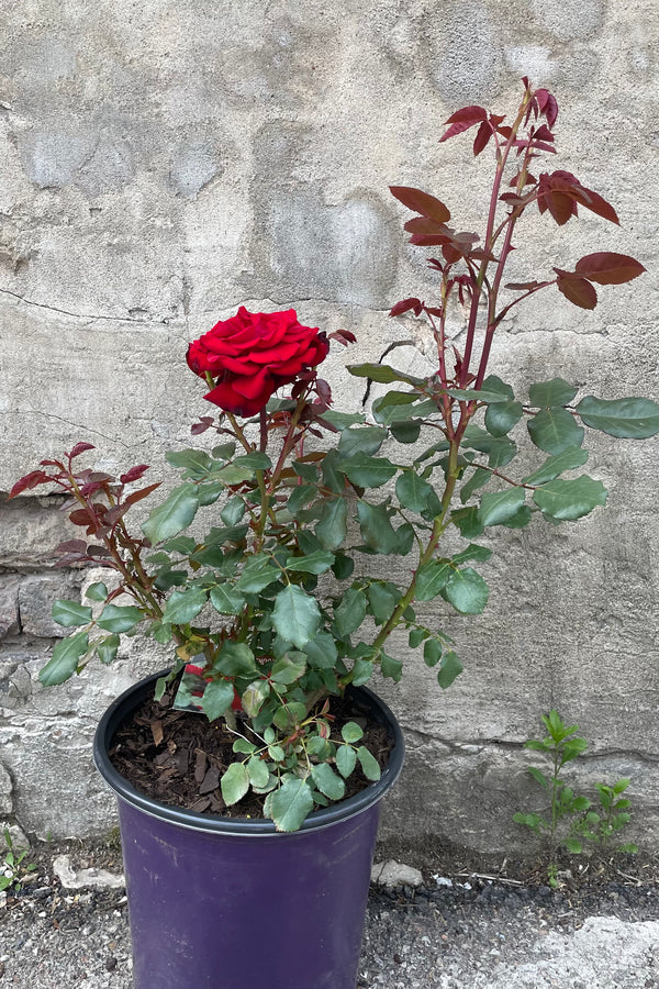 Rosa 'Forever Yours' in a #3 growers pot beginning to bloom with its sexy red roses mid May