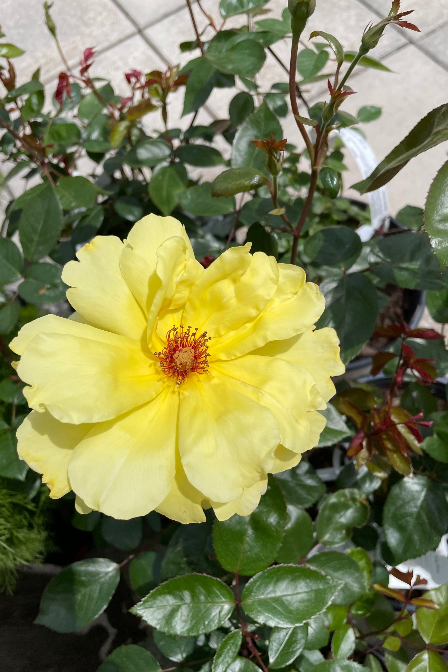 The open flower of the Rosa 'Golden Showers' with its light yellow petals and red center the middle of May ©Sprout Home