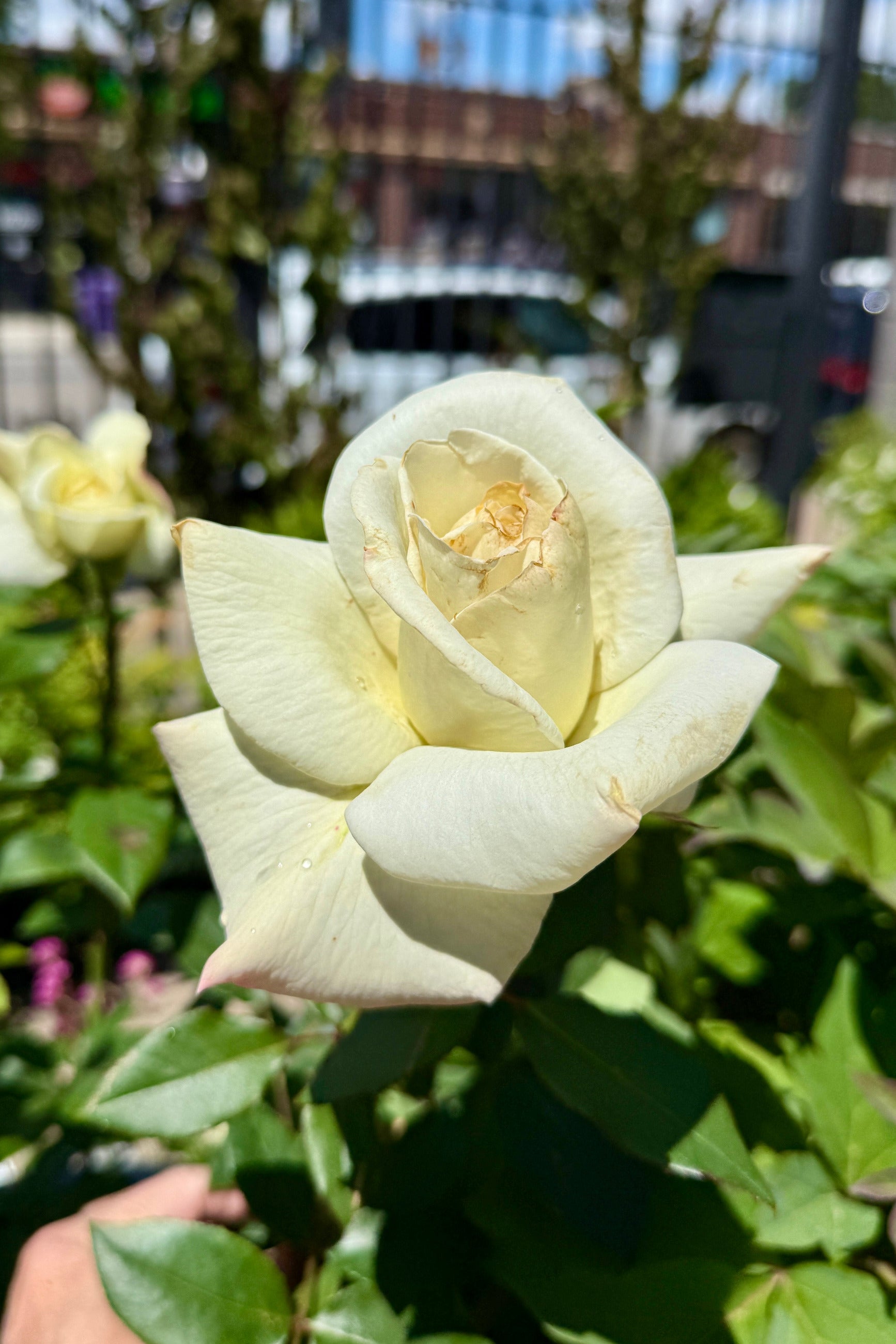 Rosa 'Honor' white flower mid May ©Sprout Home