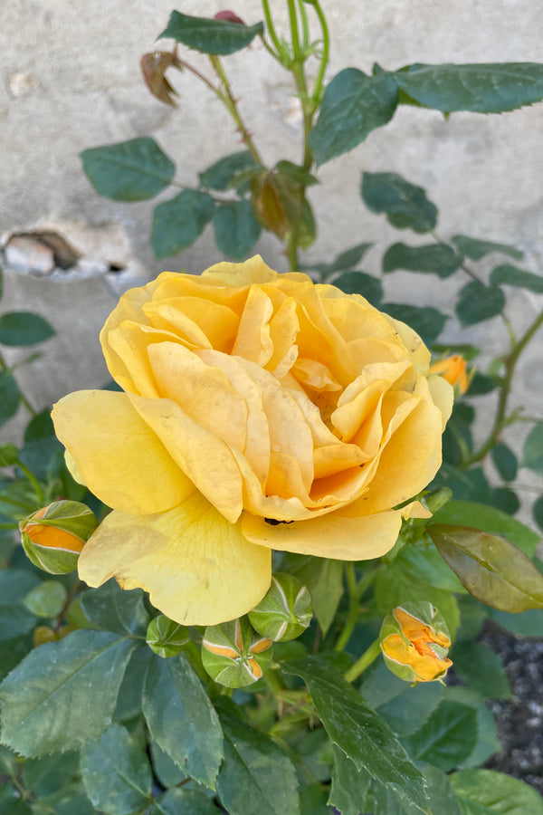 The large deep yellow flower bloom mid May of the Rosa 'Julia Child' at Sprout Home.