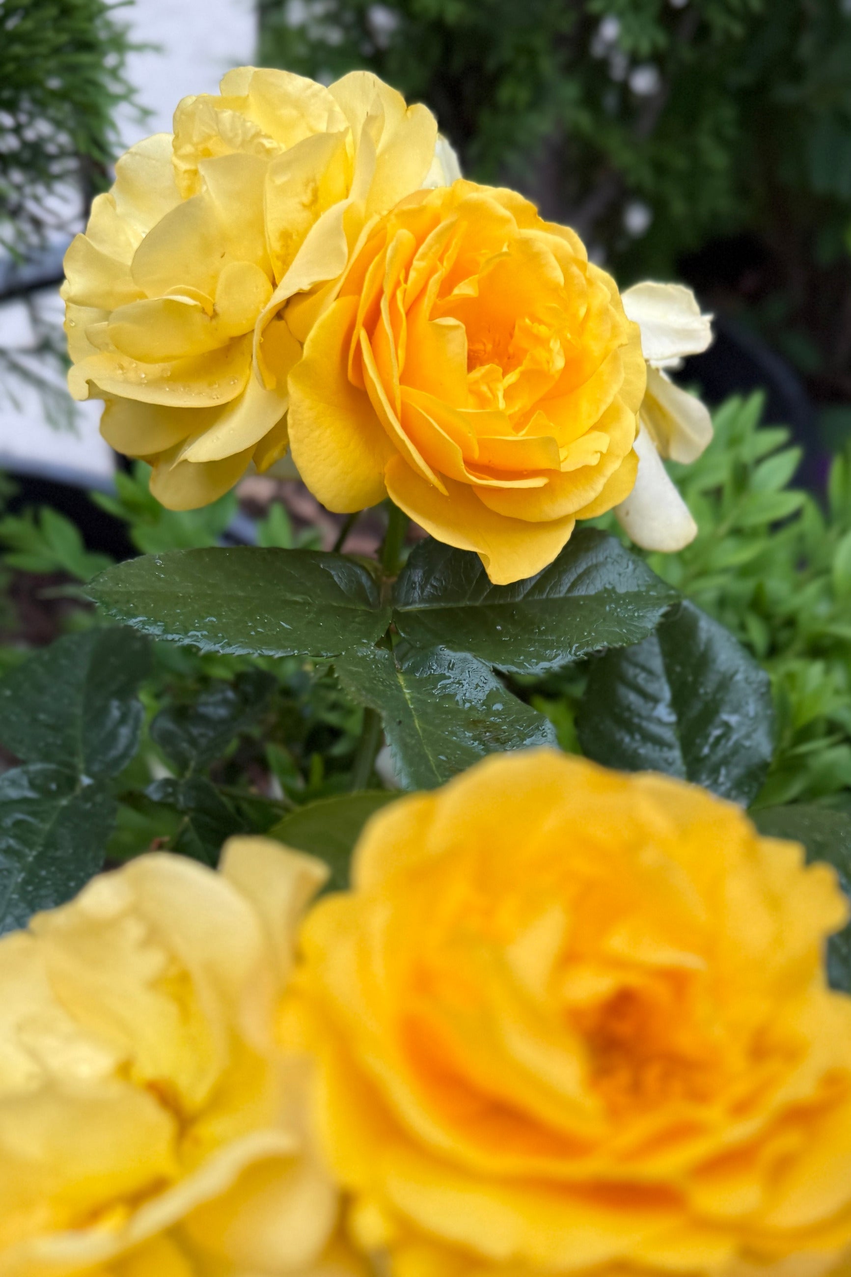 Close-up of Rosa 'Julia Child' yellow flowers with green leaves the beginning of June in the background ©Sprout Home