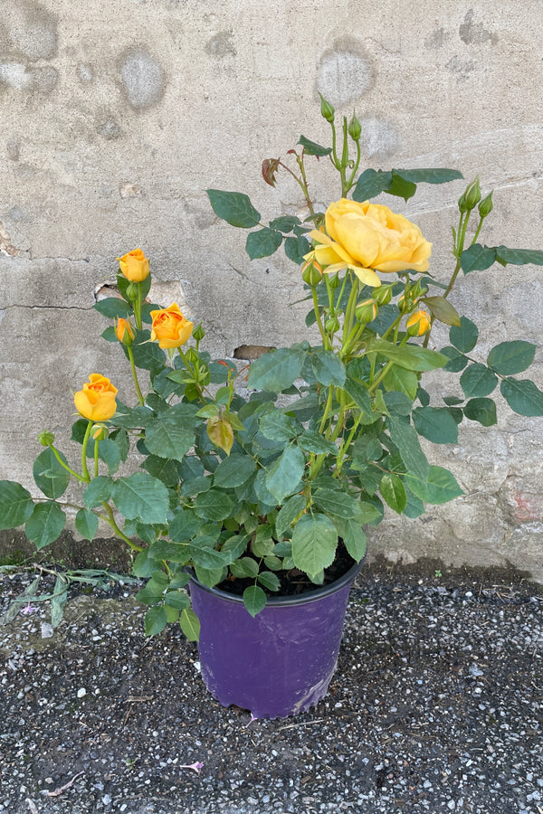 Rosa 'Julia Child' rose bush middle of May in a #3 growers pot at Sprout Home against a concrete wall. 