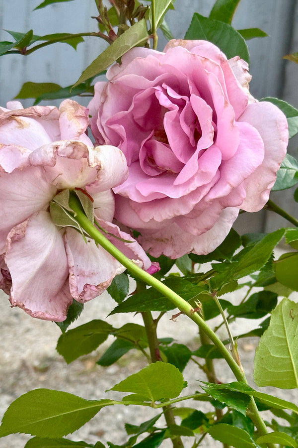 Rosa 'Le Petit Prince' rose up close with its purple gray roses mid May