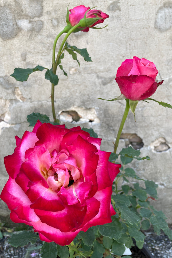 The bright red pink ruffled bloom of the Rosa 'Mon Cheri' the middle of May at Sprout Home. 