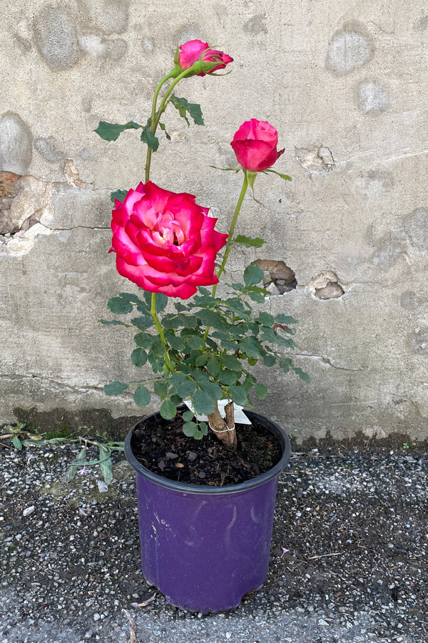 Rosa 'Mon Cheri' rose in a #3 growers pot in bloom the middle of May at Sprout Home. 