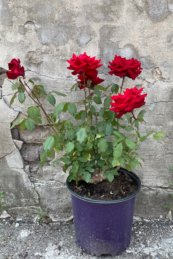 Rosa 'Olympiad' in a #3 growers pot in full bloom with huge pure red flowers in front of a concrete wall mid to late May