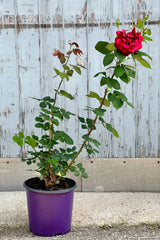 The Rosa 'Okalhoma' in bloom with its red roses Mid may in a #3 growers pot in front of a wood wall. 