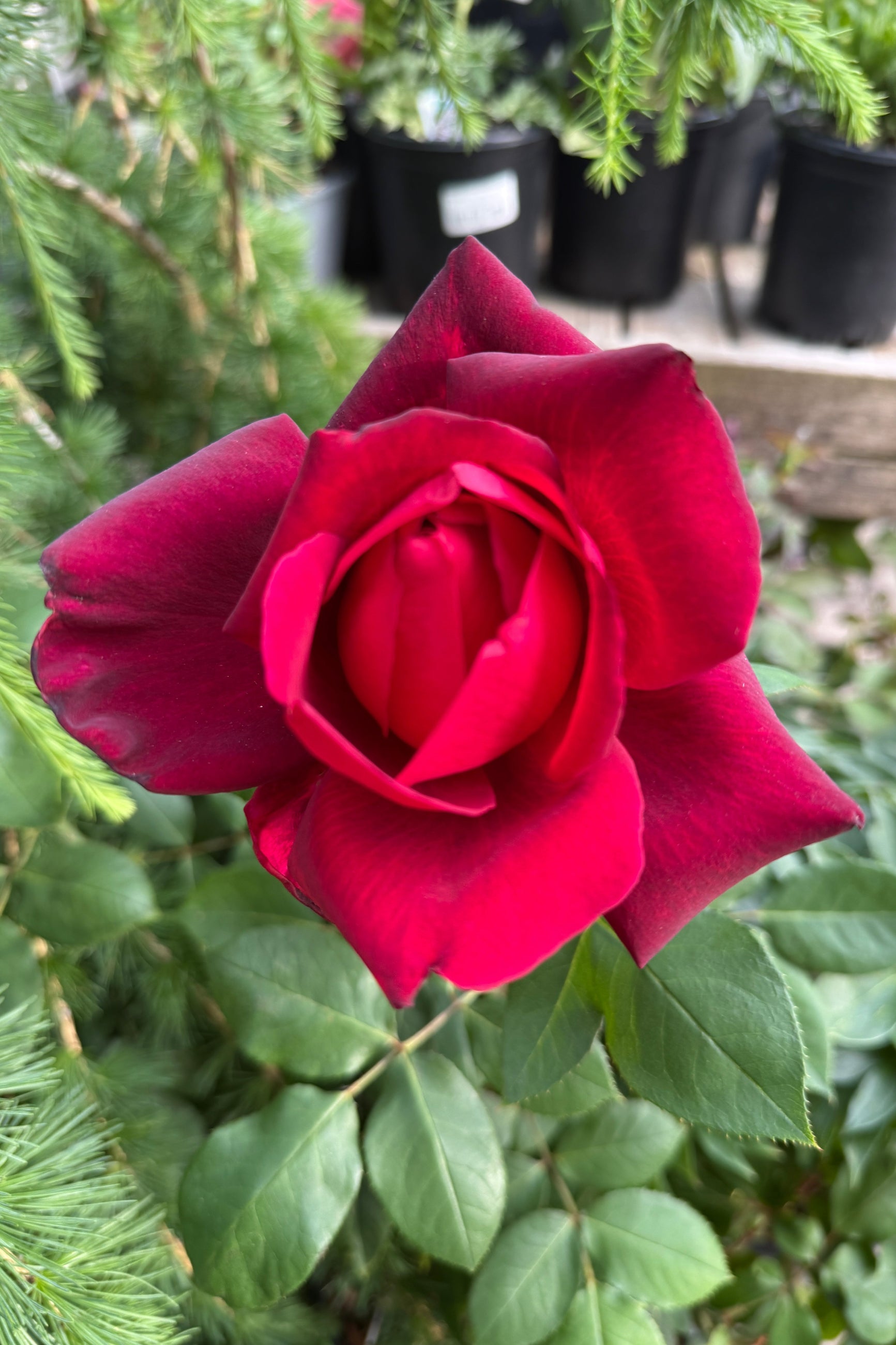 Close-up of a Rosa 'Oklahoma' vibrant red rose with green leaves in the background the end of May ©Sprout Home