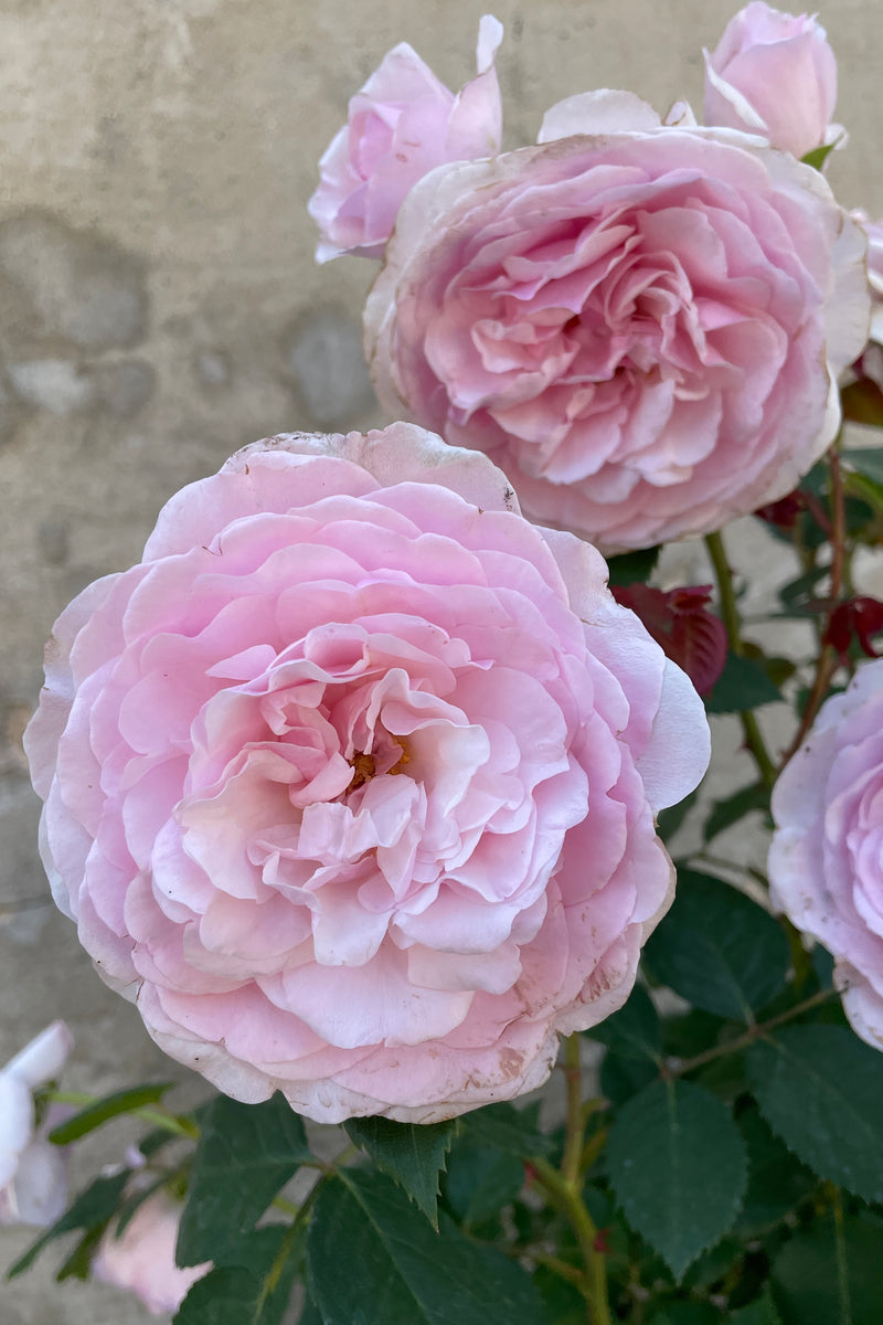 Massive flowers in shades of light pink of the 'Olivia Rose Austin' at Sprout Home the middle of May